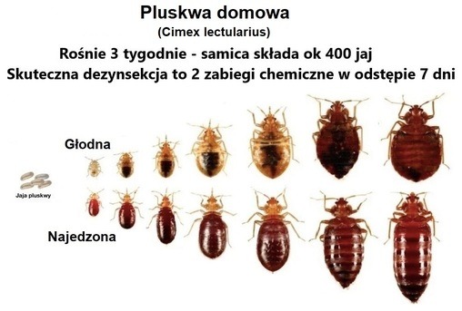 jak wyglada pluskwa